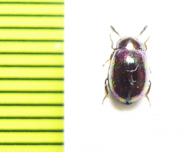Tenebrionidae sp.  Malaysia - INSECTS-STORE.RU