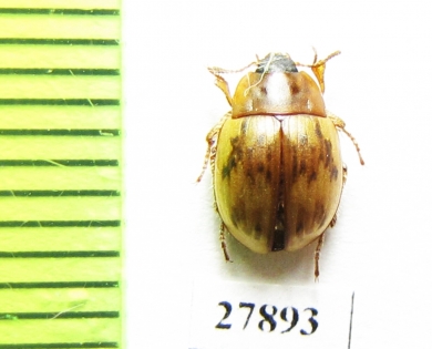 Emypsara riderii  Russia, Far East - INSECTS-STORE.RU