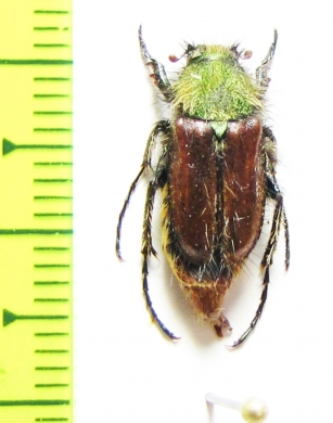 Pygopleurus scutellatus  Greece - INSECTS-STORE.RU