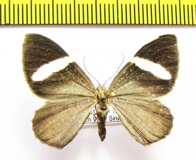 Geometridae sp.  Honduras - INSECTS-STORE.RU