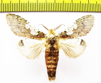 Notodontidae sp.? Laos - INSECTS-STORE.RU
