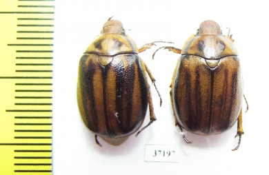 Melolonthinae sp.  South Africa Rep. - INSECTS-STORE.RU