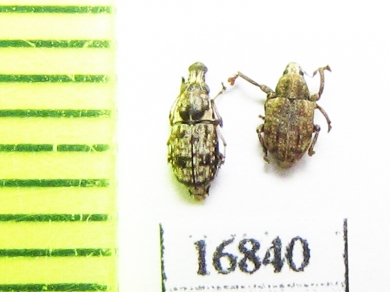 Anthribidae sp.  Indonesia, Tanimbar isls. - INSECTS-STORE.RU