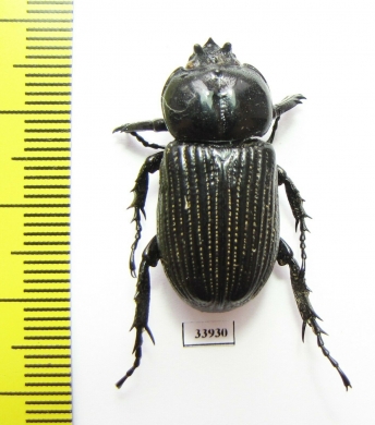 Phileurini sp.  Panama - INSECTS-STORE.RU