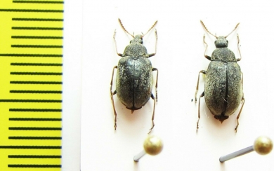 Mycteridae, Mycterus tibialis  Ukraina - INSECTS-STORE.RU