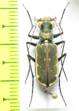 Hipparidium equestre  Madagascar - INSECTS-STORE.RU