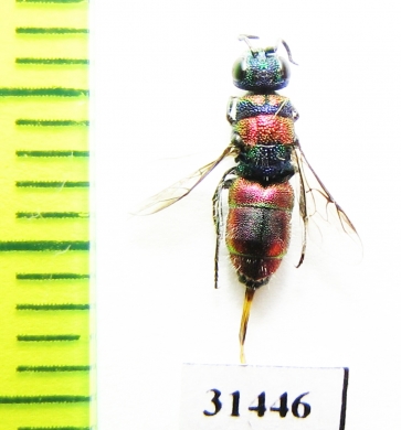 Chrysididae sp.  Russia, Moscow reg. - INSECTS-STORE.RU