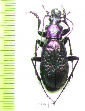Carabus (Neoplectes) schaudoirianus  Georgia - INSECTS-STORE.RU