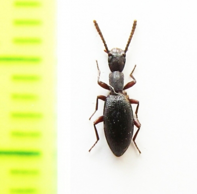 Stenosis sp.  India - INSECTS-STORE.RU