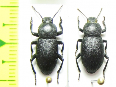 Dendarus impressus, pair  Israel - INSECTS-STORE.RU