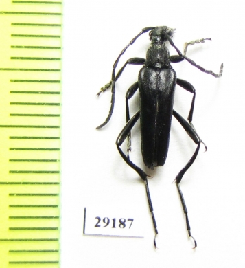 Leptura aethiops  Russia, Tver reg. - INSECTS-STORE.RU