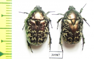 Protaetia karelini  Russia, Volgograd reg. - INSECTS-STORE.RU