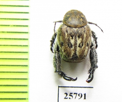 Hopliini sp.  South Africa Rep. - INSECTS-STORE.RU