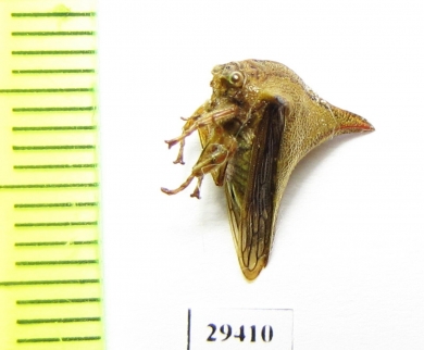 Membracidae sp.  Panama - INSECTS-STORE.RU