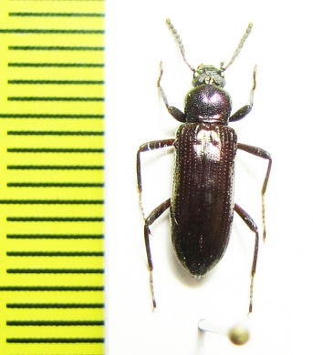 Tenebrionidae sp.  Malaysia, Borneo - INSECTS-STORE.RU