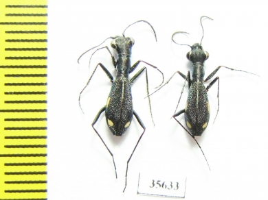 Dromica sp.  Zambia - INSECTS-STORE.RU