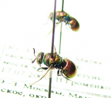 Chrysididae sp.  Russia, Moscow reg. - INSECTS-STORE.RU