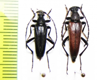 Leptura aethiops, pair  Russia, Tver reg. - INSECTS-STORE.RU