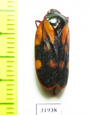 Homoptera sp.  Panama - INSECTS-STORE.RU