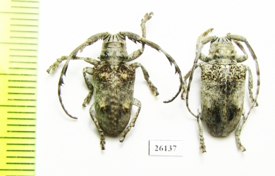 Cerambycidae sp.  South Africa Rep. - INSECTS-STORE.RU