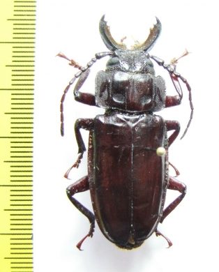 Mallodon sp.  Cameroon - INSECTS-STORE.RU