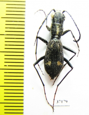 Dromica ? mauchi  Zambia - INSECTS-STORE.RU