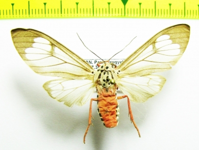 Erebidae sp.  Bhutan - INSECTS-STORE.RU