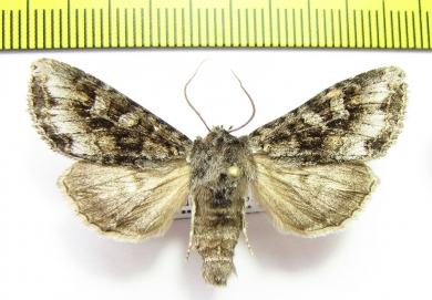 Polia bombycina  Russia, Buryatia reg. - INSECTS-STORE.RU