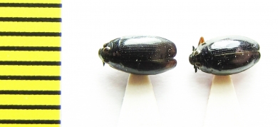 Gyrinus aeratus  Belorussia - INSECTS-STORE.RU