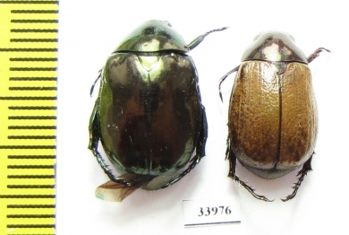 Rutelinae sp.  Panama - INSECTS-STORE.RU