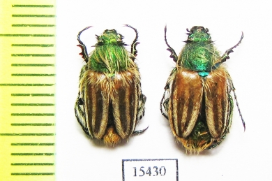Eulasia pareyssei  Greece - INSECTS-STORE.RU