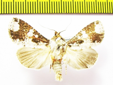 Noctuidae sp.  Honduras - INSECTS-STORE.RU