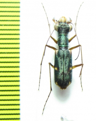 Physodeutera flamigera  Madagascar - INSECTS-STORE.RU