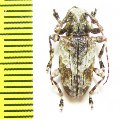 Cerambycidae sp.  Brasilia - INSECTS-STORE.RU