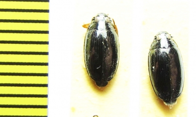Gyrinus caspius  Russia, Crimea - INSECTS-STORE.RU