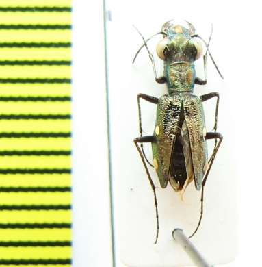 Cicindelinae sp.  Sri Lanka - INSECTS-STORE.RU