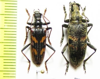 Rhagium bifasciatum, R.mordax  Russia - INSECTS-STORE.RU