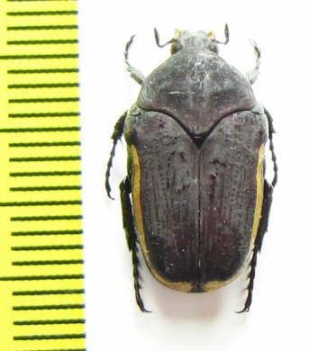 Clinteria atra flavomarginata  Indonesia, Java - INSECTS-STORE.RU