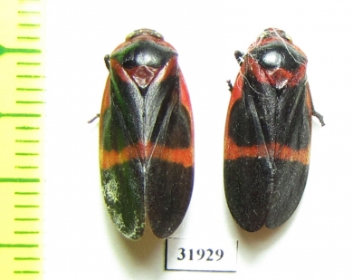 Homoptera sp.  Panama - INSECTS-STORE.RU