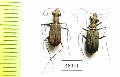 Myriochila jucunda, pair  Oman - INSECTS-STORE.RU