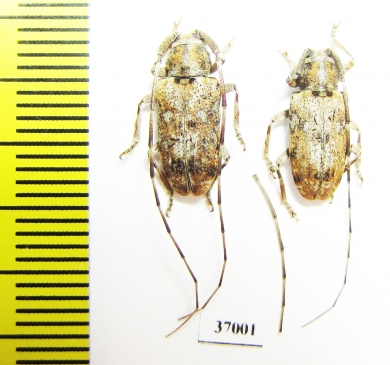 Cerambycidae sp.  South Africa Rep. - INSECTS-STORE.RU