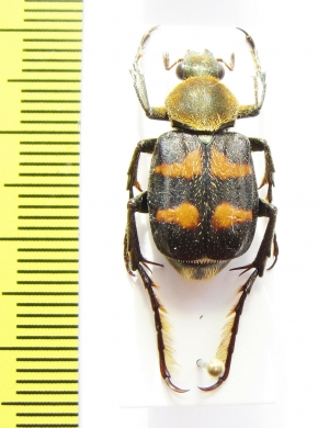 Epitrichius ? cupreipes  China, Guangxi prov. - INSECTS-STORE.RU