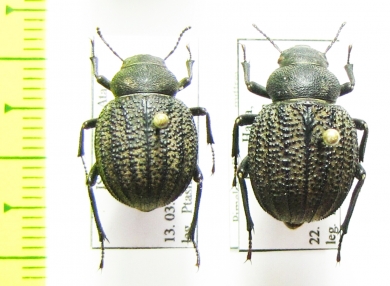 Pimelia mittrei  Israel - INSECTS-STORE.RU