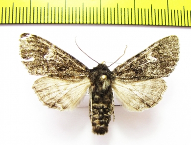 Polia malchani  Russia, Buryatia reg. - INSECTS-STORE.RU