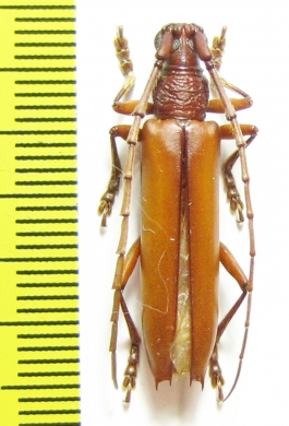 Cerambycidae sp.  Brasilia - INSECTS-STORE.RU