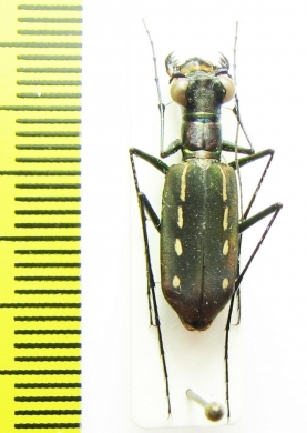 Calochroa discrepans  Sri Lanka - INSECTS-STORE.RU