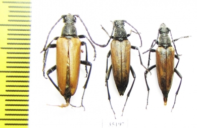 Lepturalia nigripes  Russia, Tver reg. - INSECTS-STORE.RU