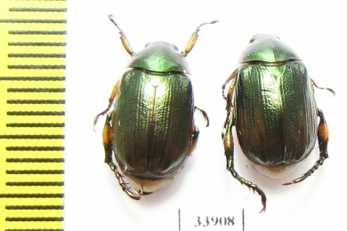 Rutelinae sp.  Panama - INSECTS-STORE.RU