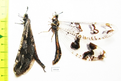 Myrmeleontidae sp., pair  Namibia - INSECTS-STORE.RU