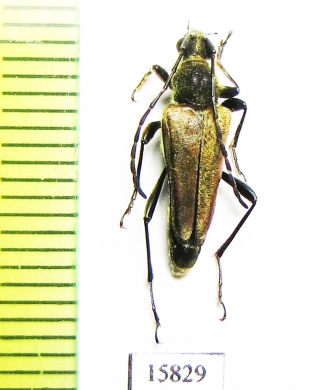 Cosmosalia chrysocoma  USA - INSECTS-STORE.RU